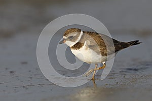 Semipalmated Plover foraging on a Gulf of Mexico beach - Florida