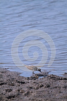 Semipalmated Plover Foraging on muddy Shoreront - charadrius semipalmatus photo