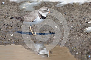 Semipalmated plover