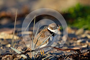 Semipalmated plover hiding behind some arctic grass