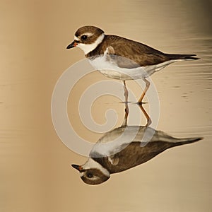 Semipalmated Plover in late afternoon light wading in a shallow