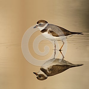 Semipalmated Plover in late afternoon light wading in a shallow
