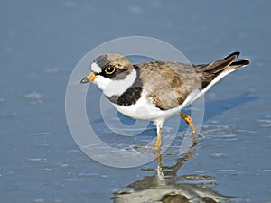 Semipalmated Plover in marsh