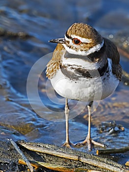 Semipalmated Plover