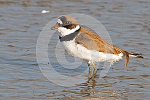 Semipalmated Plover in marsh