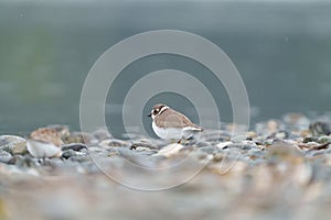 Semipalmated Plover resting at seaside beach