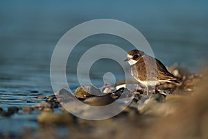 Semipalmated Plover resting at seaside beach