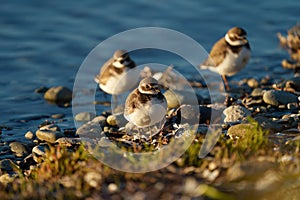 Semipalmated Plover resting at seaside beach