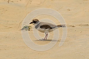 Semipalmated Plover photo