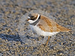 Semipalmated Plover