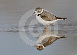Semipalmated Plover wading in a shallow pond - Florida
