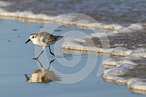 A semipalmated sand piper on the shore