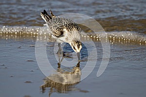 A semipalmated sand piper on the shore