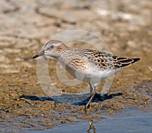 Semipalmated Sandpiper