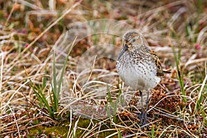 Semipalmated Sandpiper