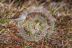 Semipalmated Sandpiper