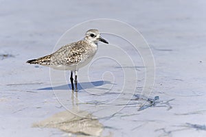 Semipalmated sandpiper,calidris pusilla