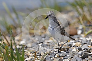 Semipalmated Sandpiper (Calidris pusilla)