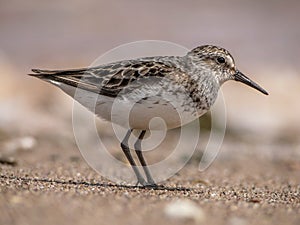 Semipalmated Sandpiper Calidris pusilla On A Beach In Canada