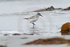 Semipalmated Sandpiper Calidris pusilla foraging on beach