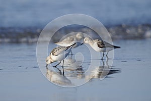 Semipalmated Sandpiper Calidris pusilla foraging on beach