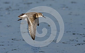 Semipalmated sandpiper, Calidris pusilla