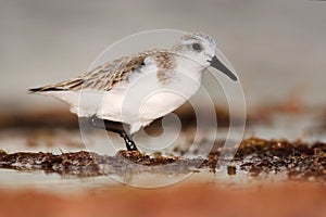 Semipalmated sandpiper, Calidris pusilla, sea water bird in the nature habitat. Animal on the ocean coast. White bird in the sand