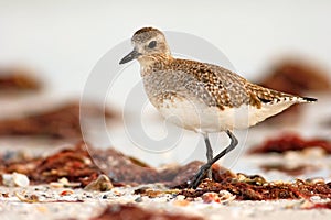 Semipalmated sandpiper, Calidris pusilla, sea water bird in the nature habitat. Animal on the ocean coast. White bird in the sand