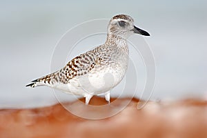 Semipalmated sandpiper, Calidris pusilla, sea water bird in the nature habitat. Animal on the ocean coast. White bird in the sand