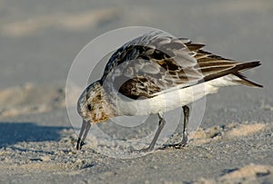 Semipalmated Sandpiper Foraging