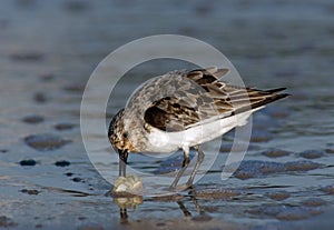 Semipalmated Sandpiper with Sand Crab photo