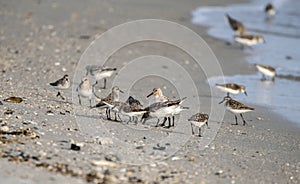Semipalmated Sandpiper and Sanderling shorebirds on beach