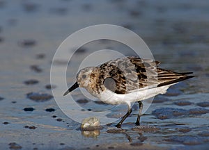 Semipalmated Sandpiper in the Surf