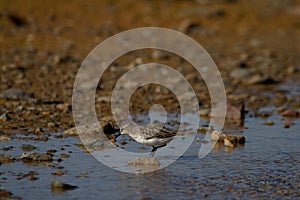 Semipalmated sandpiper wading along arctic shoreline