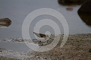 Semipalmated sandpiper wading along arctic shoreline