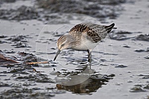 Semipalmated sandpiper walks along a rocky shore