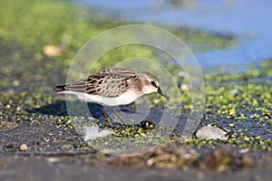 Semipalmated Sandpiper walks along the waters edge probing the shore