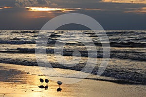 Semipalmated Sandpipers on Beach at Sunset