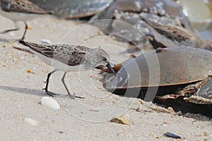 Semipalmated Sandpipers hunting for Horseshoe Crab eggs on Delaware Bay Beach