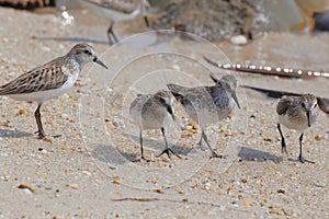 Semipalmated Sandpipers hunting for Horseshoe Crab eggs on Delaware Bay Beach