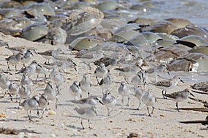 Semipalmated Sandpipers and Spawning Horseshoe Crabs  on Delaware Bay Beach