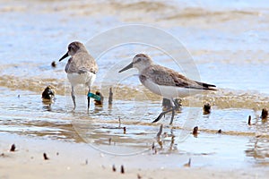 Semipalmed Sandpiper (Calidris pusilla) photographed ringed on both legs at Mangue Seco beach, Jandaira, Bahia