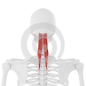 the Semispinalis Capitis