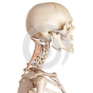 The semispinalis capitis