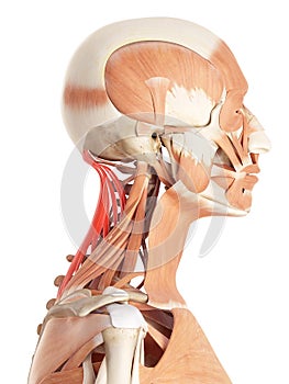 The semispinalis capitis