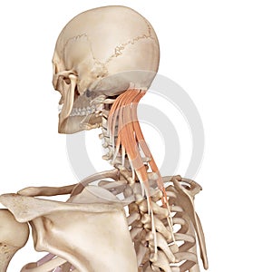 The semispinalis capitis