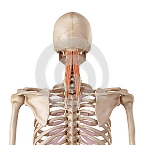 The semispinalis capitis