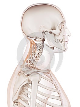 The semispinalis capitis