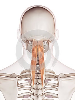 The semispinalis capitis