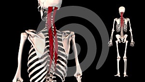 Semispinalis - real color - 3D model